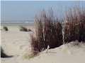 de duinen